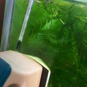 え、、小さい稚魚？の画像