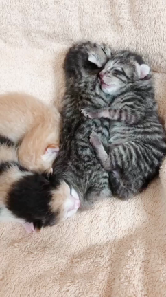 母猫ちゃん、子猫ちゃん、預かりボランティアの記事動画