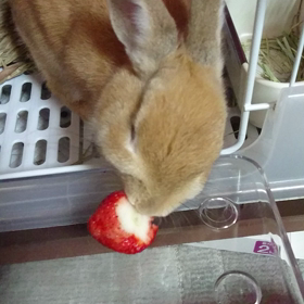 いちごの画像
