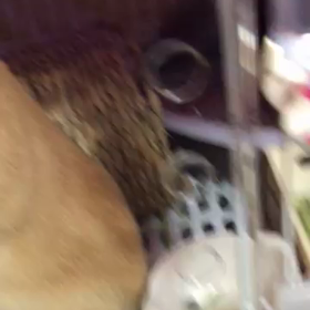ぶちゃいくの画像
