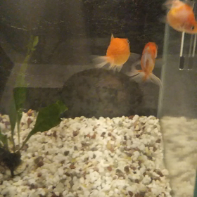 ピンポーンの画像