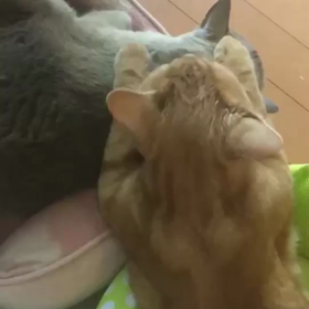 毛づくろいの画像