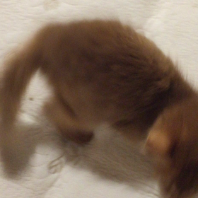 クッキー2ヶ月の画像