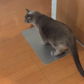 サササササっの画像