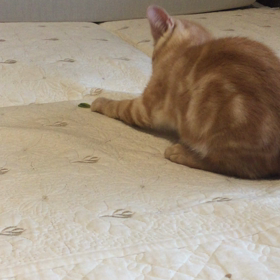 葉っぱと戯れるの画像