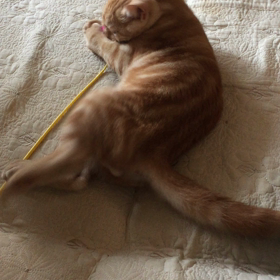 ひとり遊びの画像