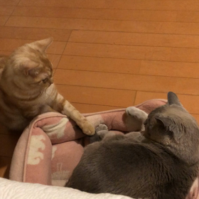 しつこいロンロンの画像