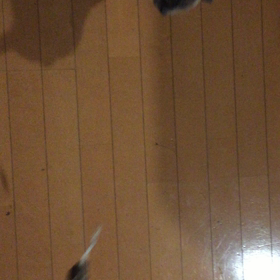 メロン走るの画像