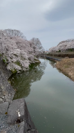 山形城跡　霞城公園の桜の記事動画