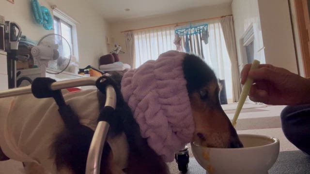 ジャック日記199の記事動画