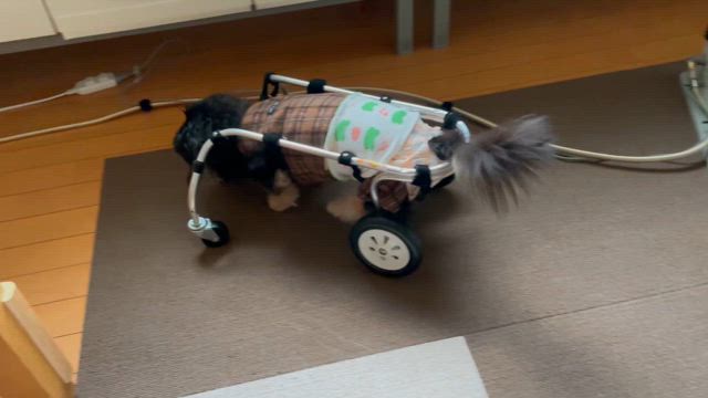 ジャック日記194の記事動画