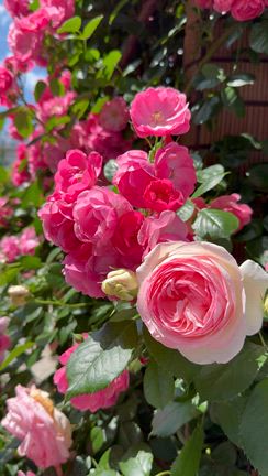 やっぱり薔薇は、ピンクがいい　〜横浜・山下公園〜の記事動画