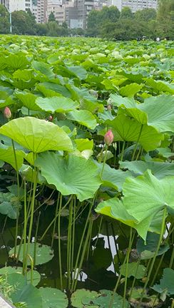 早くも上野不忍池の蓮を見てきましたの記事動画