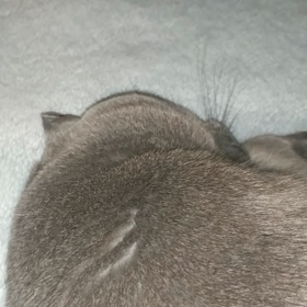 いびきがうるさーい！の画像