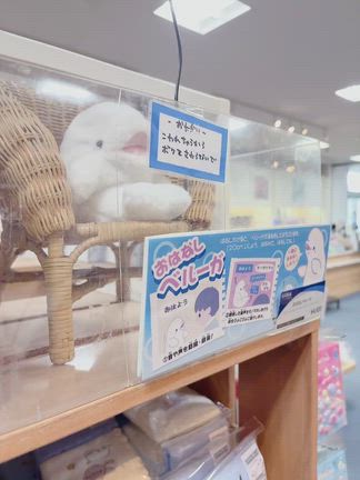 もう限界でございまして。(΄◉◞౪◟◉｀)の記事動画