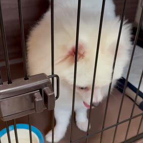 新しい家族、ポメラニアンのバジルくん❗️の画像