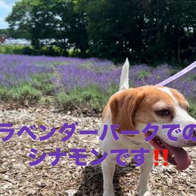 ビーグル犬のシナモン君はラベンダーパークへ！の画像