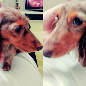 ピノ～の画像