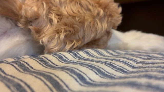 肉だけ食べる人の記事動画