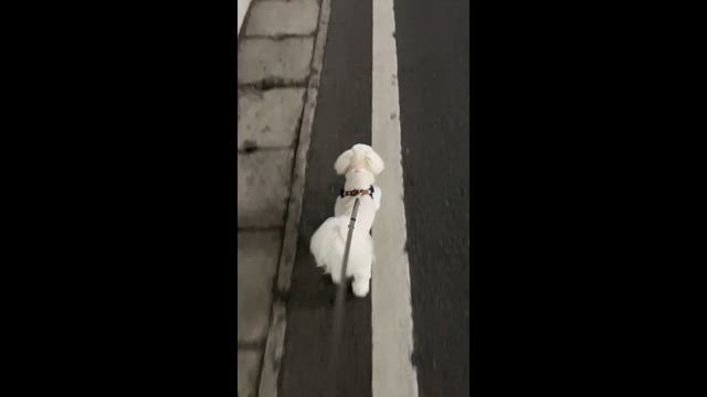 白線♪の記事動画