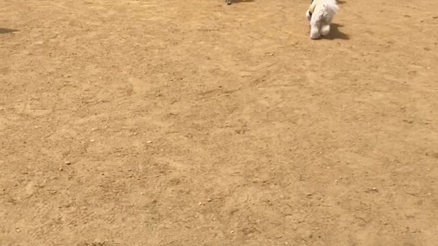才能開花！？の記事動画