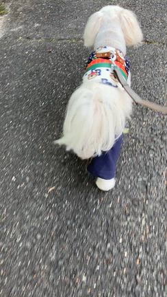 可愛いってズルい！の記事動画