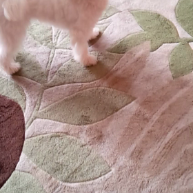 お口のちいちゃい、あたち用のボールだよ♪の画像