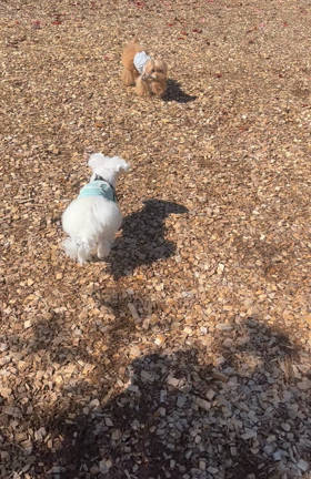 河口湖へ行ってきましたの記事動画