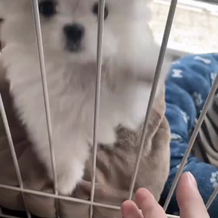 我が家の愛犬の記事動画