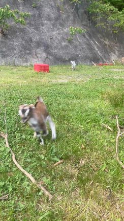 崖を上る子ヤギの記事動画