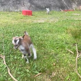 崖を上る子ヤギの画像