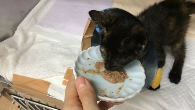 子猫の奮闘記♪♪の記事動画