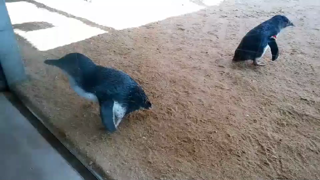 ペンギン水族館の記事動画