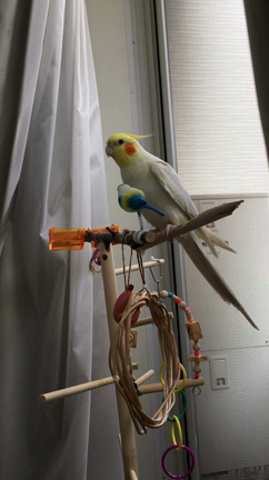 我が家の家族　鳥さん編の記事動画