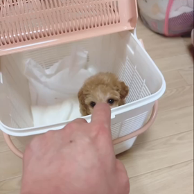 ❤️決まりました❤️夜明けのミューちゃん❤️の画像