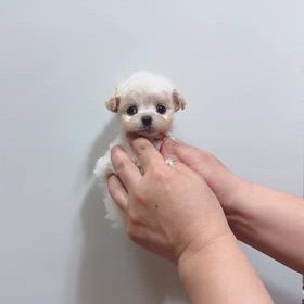 ❤️決まりました❤️動画❤️リボンちこちゃんの画像