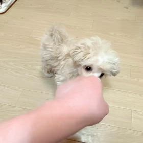 募集中鯛くん動画決まりましたの画像