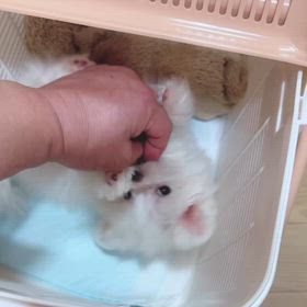 ❤️決まりました❤️スィートハートちゃん❤️の画像