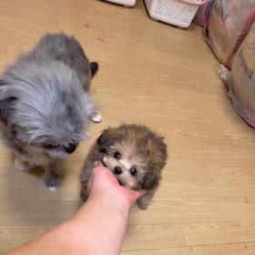 ❤️家族決まりました❤️ヘッドライトくん動画の画像