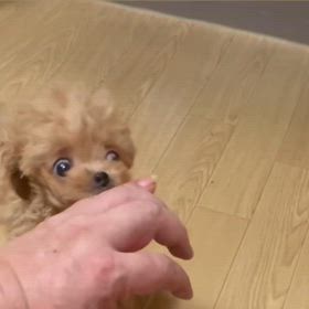 ❤️決まりました❤️あゆちゃ ん❤️動画❤️の画像