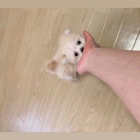 ❤️決まりました❤️テールライトくん動画❤️の画像
