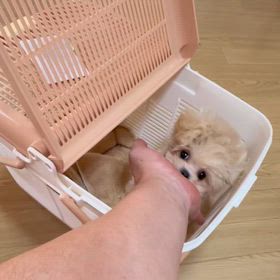 ❤️決まりました❤️シャンプーパールちゃん❤️の画像