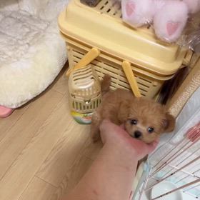 ❤️決まりましたポエムくん動画の画像