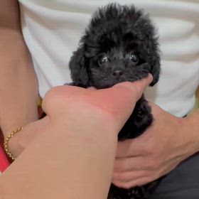 ❤️募集中オレオクッキーくん動画の画像