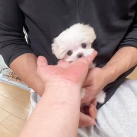 ❤️決まりました❤️野苺きらきらくん❤️動画❤️の画像