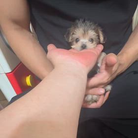 ❤️決まりました❤️ほのかちゃん❤️の画像