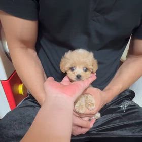 ❤️決まりました❤️ピンクのモーツァルトくん動画❤️の画像