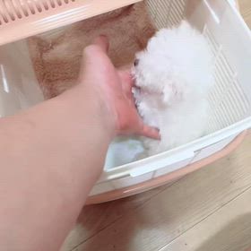 ❤️募集中ベビークリリンくん動画の画像