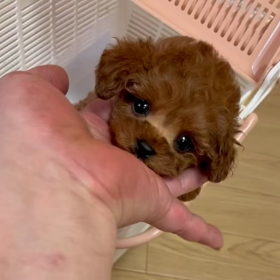 ❤️決まりました❤️ベルサイユ宮殿ちゃん動画の画像