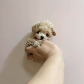 ❤️決まりました❤️ピノコちゃん動画❤️の画像